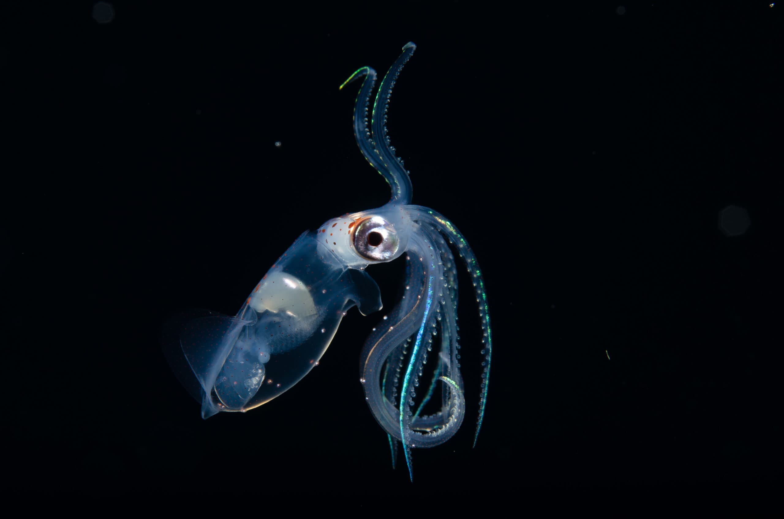 Young Ancistrocheirus