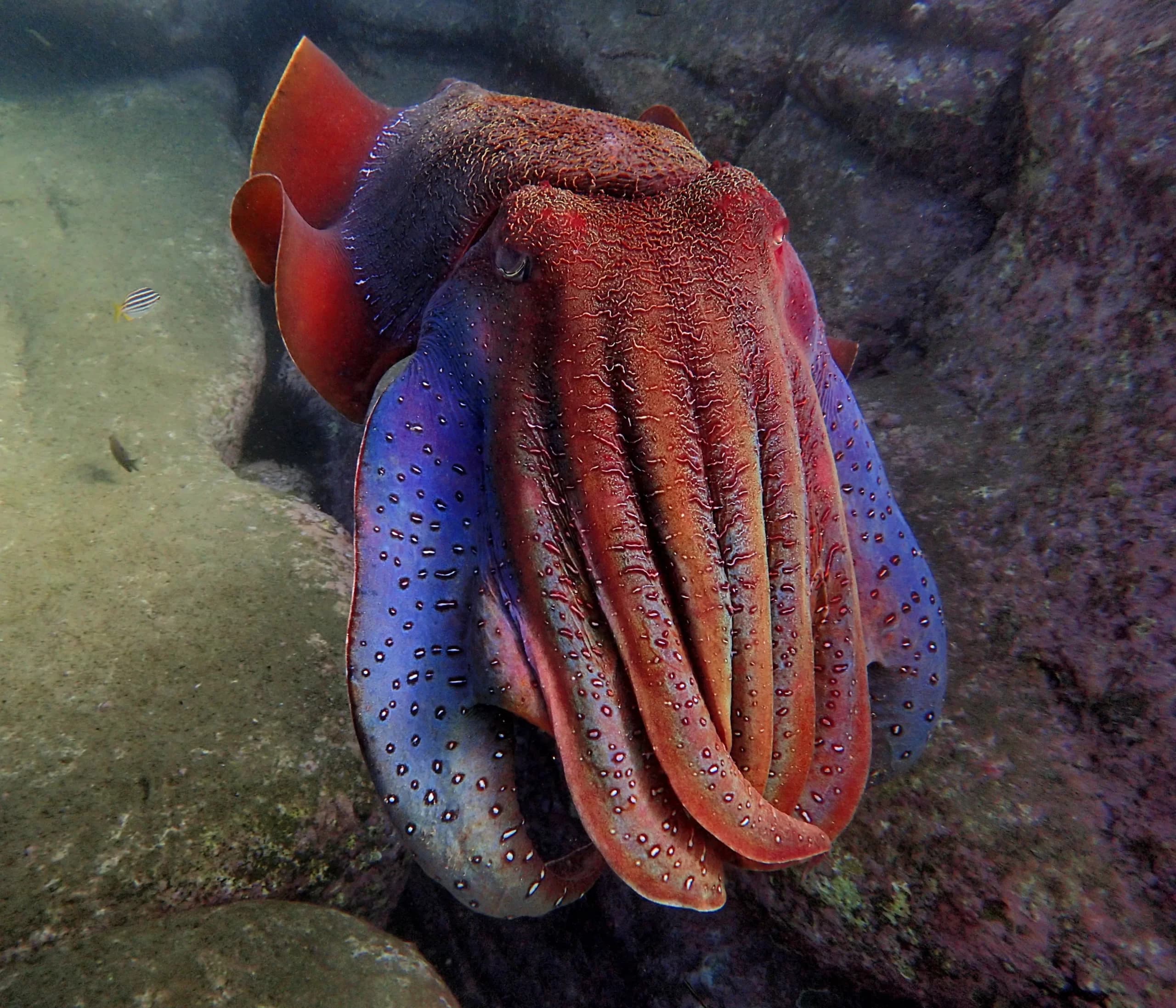 Giant cuttlefish