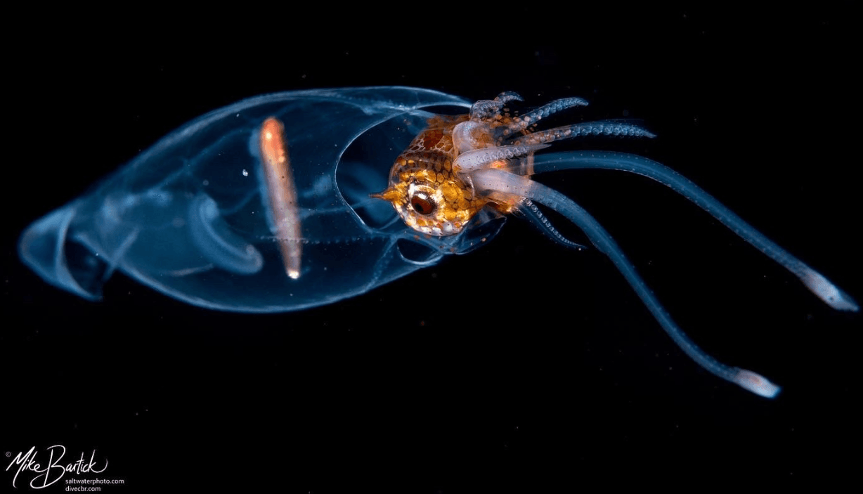 Liocranchia