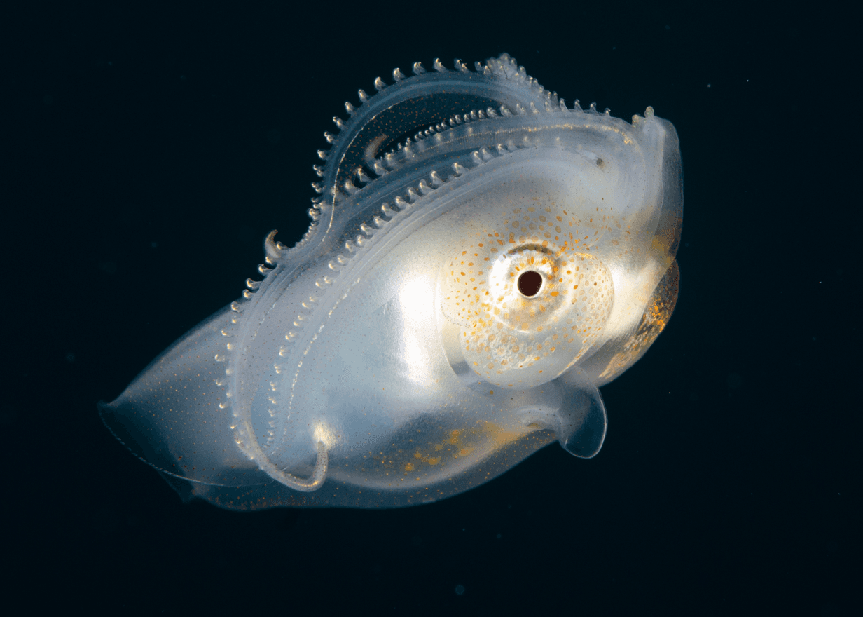 Young Octopoteuthis
