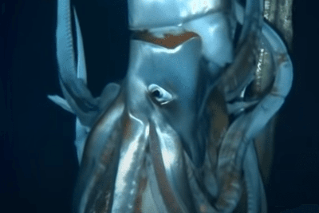 Architeuthis dux