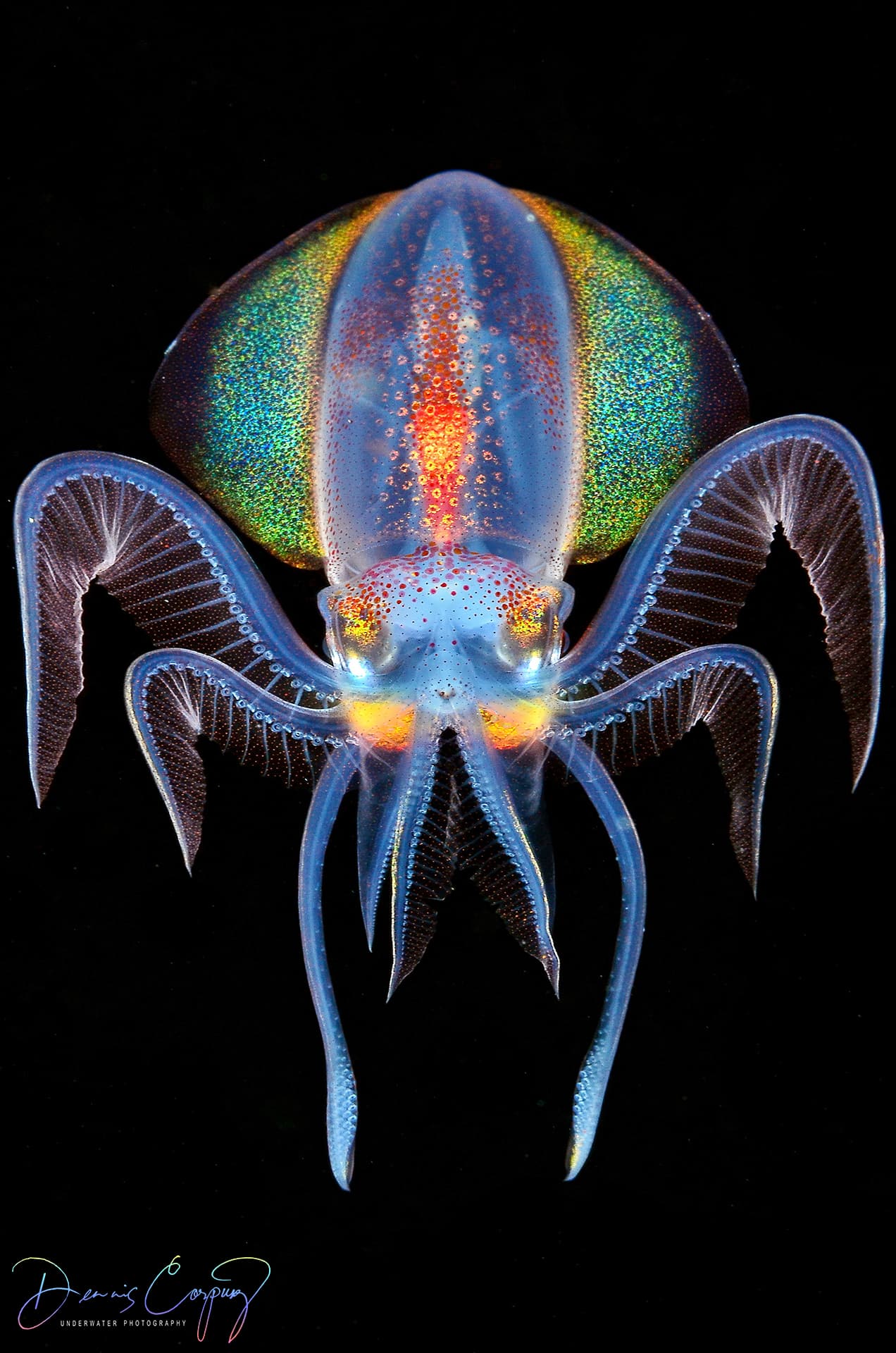 Young Thysanoteuthis